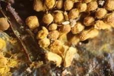 Gelber Neststäubling, Foto 8