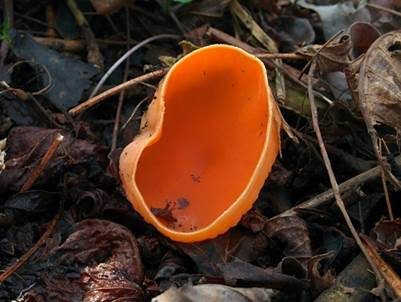 Gelber Prachtbecherling, Foto 3