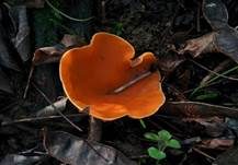 Gelber Prachtbecherling, Foto 6