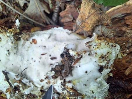 Gelber Rhizomorphen-Trametenrindenpilz, Foto 3