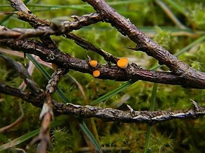 Gelber Sadebaumbecherling, Foto 3