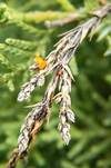 Gelber Sadebaumbecherling, Foto 6