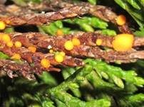 Gelber Sadebaumbecherling, Foto 8