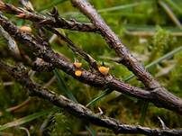 Gelber Sadebaumbecherling, Foto 11