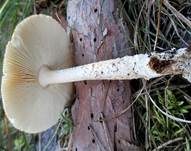 Gelber Scheidenstreifling, Foto 14