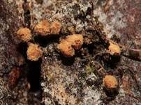 Gelber Scheinhaarstäubling, Foto 31