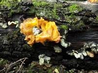 Gelber Schichtpilz-Zitterling, Foto 12