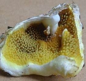 Gelber Stachelrindenpilz, Foto 2