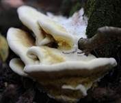 Gelber Stachelrindenpilz, Foto 13