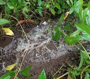 Gelber Stachelrindenpilz, Foto 5