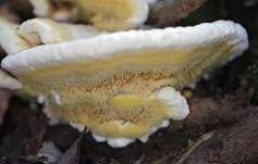 Gelber Stachelrindenpilz, Foto 7