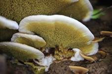 Gelber Stachelrindenpilz, Foto 9
