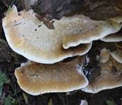 Gelber Stachelrindenpilz, Foto 10
