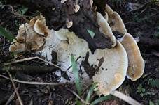 Gelber Stachelrindenpilz, Foto 11