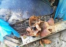 Gelber Wachsbecherling, Foto 12