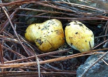 Gelber Wurzeltrüffel, Foto 2