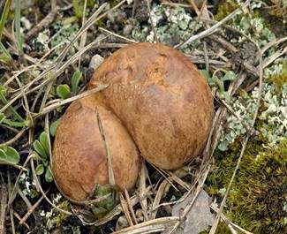 Gelber Wurzeltrüffel, Foto 3