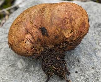 Gelber Wurzeltrüffel, Foto 5
