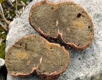 Gelber Wurzeltrüffel, Foto 6