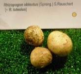 Gelber Wurzeltrüffel, Foto 7