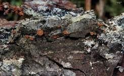 Gelbes Harzbecherchen, Foto 6