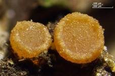 Gelbes Harzbecherchen, Foto 7