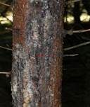 Gelbes Harzbecherchen, Foto 10