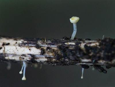 Gelbes Kräuter-Stielbecherchen, Foto 2