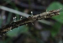 Gelbes Kräuter-Stielbecherchen, Foto 6