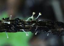 Gelbes Kräuter-Stielbecherchen, Foto 7