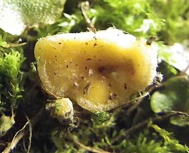 Gelbes Moosbecherchen, Foto 4