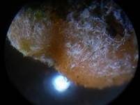 Gelbes Moosbecherchen, Foto 7