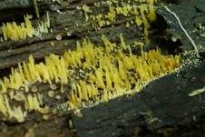 Gelbes Stachelspitzchen, Foto 2