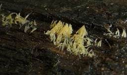 Gelbes Stachelspitzchen, Foto 3