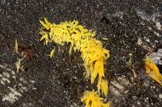 Gelbes Stachelspitzchen, Foto 5