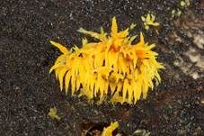 Gelbes Stachelspitzchen, Foto 7