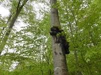 Baumkrebs, Foto 12