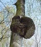 Baumkrebs, Foto 7