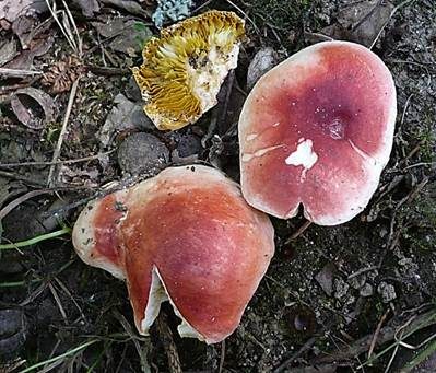 Gelbfleckender Täubling, Foto 3