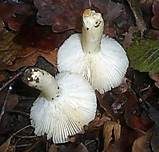 Gelbfleckender Täubling, Foto 8
