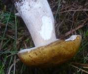 Gelbfleckiger Steinpilz, Foto 2