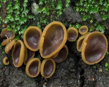 Gelbfleischiger Becherling, Foto 2