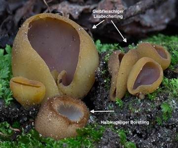 Gelbfleischiger Becherling, Foto 3