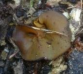 Gelbfleischiger Becherling, Foto 12