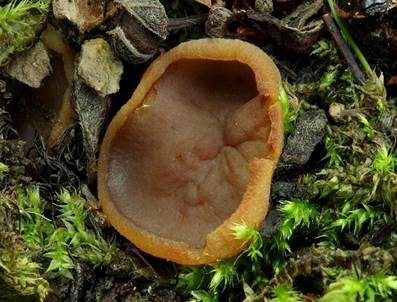 Gelbfleischiger Becherling, Foto 4