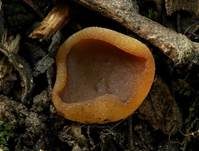 Gelbfleischiger Becherling, Foto 7