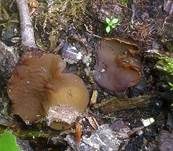 Gelbfleischiger Becherling, Foto 11
