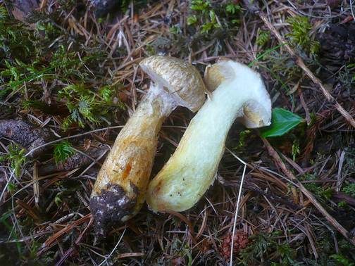 Gelbfleischiger Lärchenröhrling, Foto 2