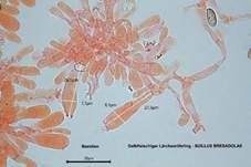 Gelbfleischiger Lärchenröhrling, Foto 33