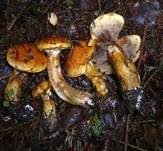 Gelbfleischiger Lärchenröhrling, Foto 6